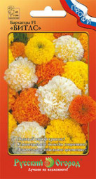 Бархатцы Битлс смесь F1 12шт НК